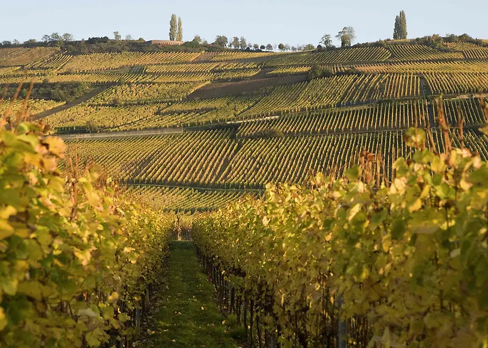 Ibis Styles Centre Отель Кольмар